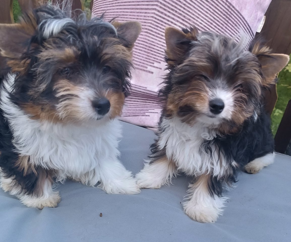 Biewer Terrier Welpen aus Champions Verpaarung - Hunde - Schramberg