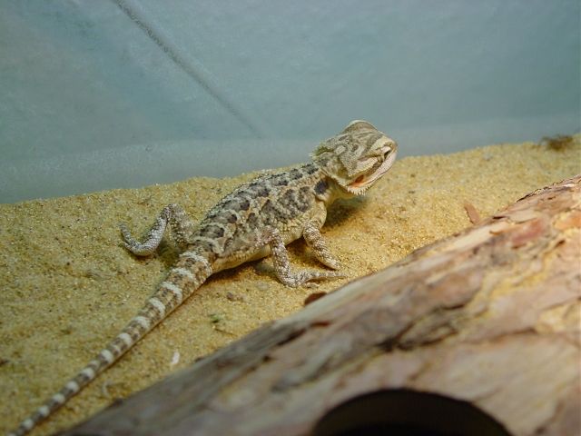 Bartagame abzugeben - S4yQYl4buEzI