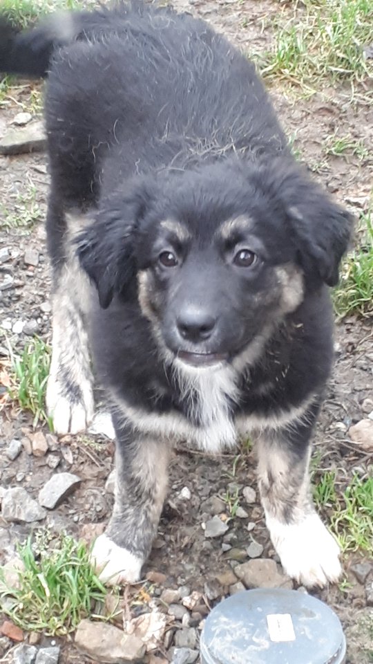 Lynn junge MIschlingshündin - Hunde - Morsbach