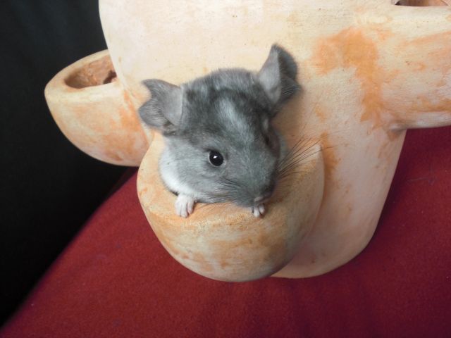 Chinchilla Böckchen (2,5J) abzugeben. Dringend. Mit Voli re auf Wunsch - Nagetiere Allgemein - Dortmund