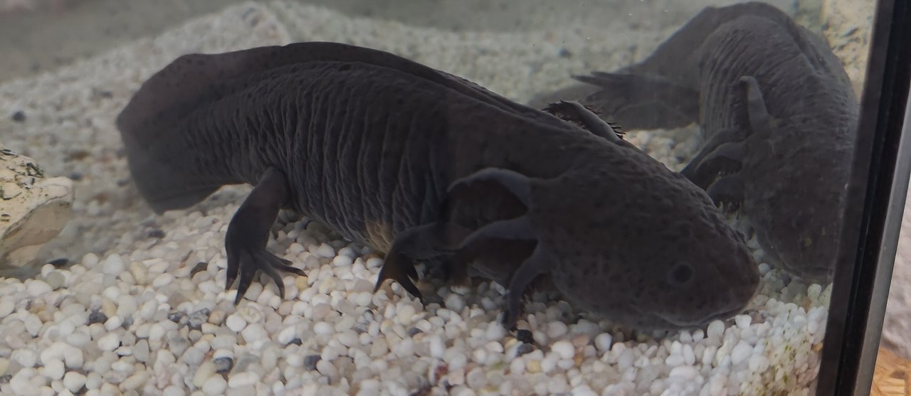 Axolotl Paar abzugeben - nur in gute Hände - Sonstiges - Reichenbacher / Vogtland