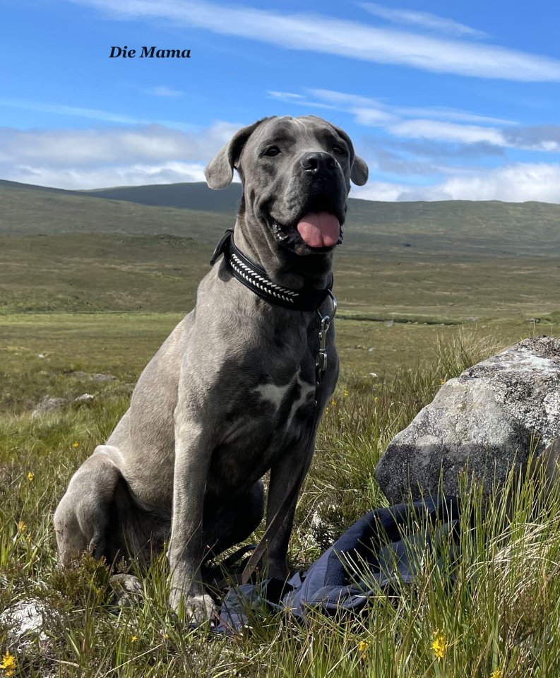 Cane Corso Wurfankündigung mit Ahnentafel - Hunde - Leichlingen