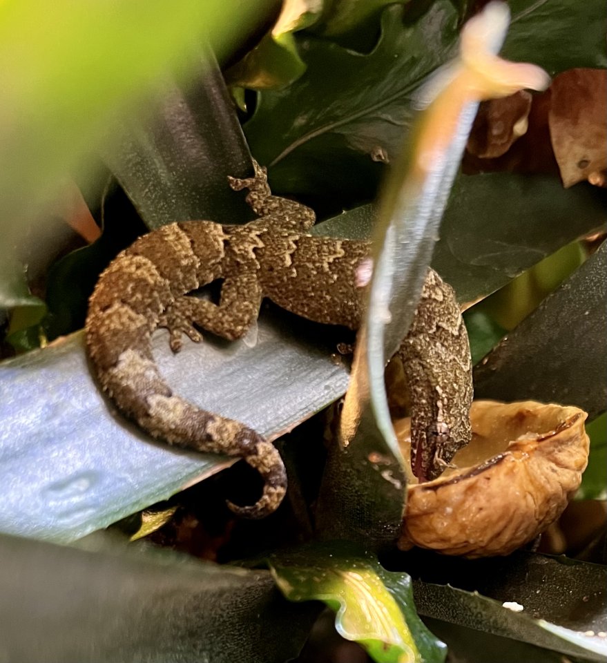 Jungferngecko Lepidodactylus lugubris - Reptilien - Berlin