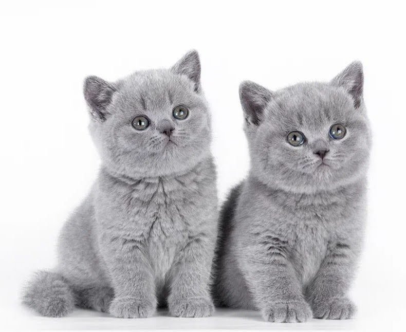 BKH kitten reinrassig, blue, Britisch Kurzhaar - Katzen - Dortmund