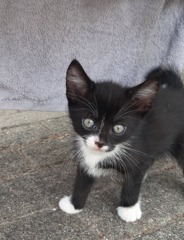 Verspieltes Kätzchen in Gute Hände abzugeben - Katzen - Westerstede