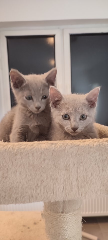 Russisch blau Kitten reinrassig 20.11.2024 - Katzen - Lage