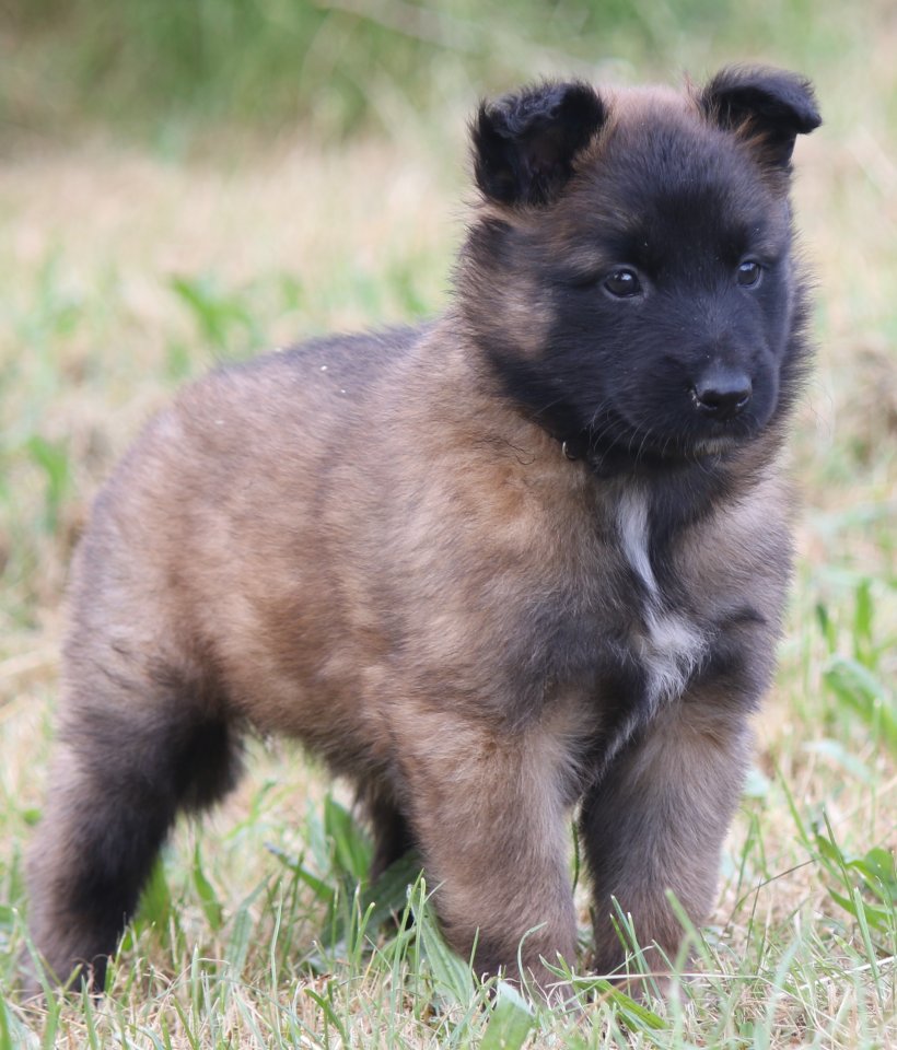 Belg. Schäferhundwelpen zu vergeben - Hunde - Illingen 66557 (Saarland)