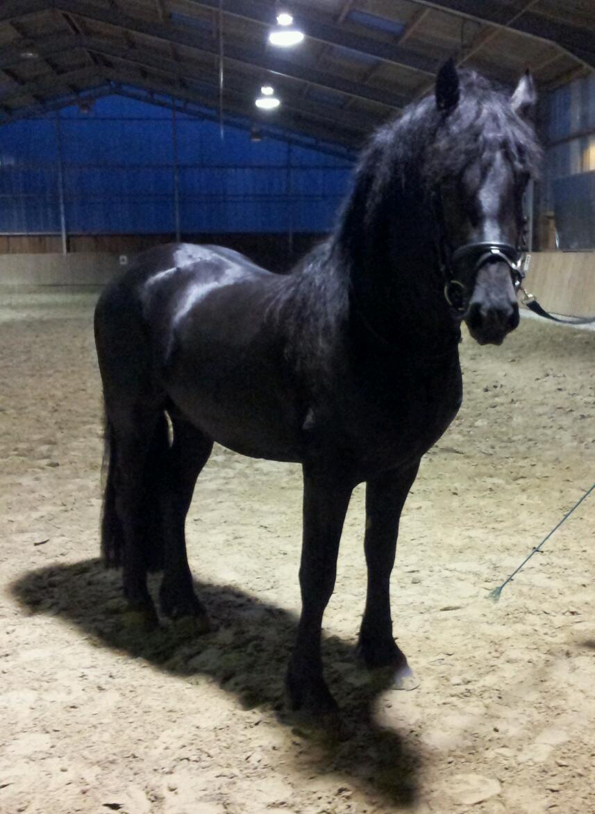 Suche zuverlässige Reitbeteiligung für Friesenhengst. - Pferde - Bergneustadt