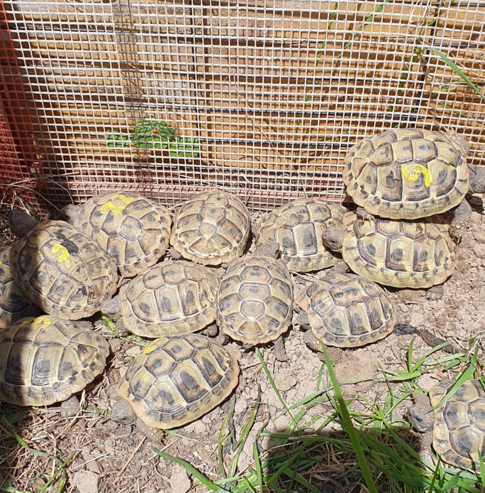 Breitrand- und Griechische Landschildkröten - Reptilien - Regau/ Österreich