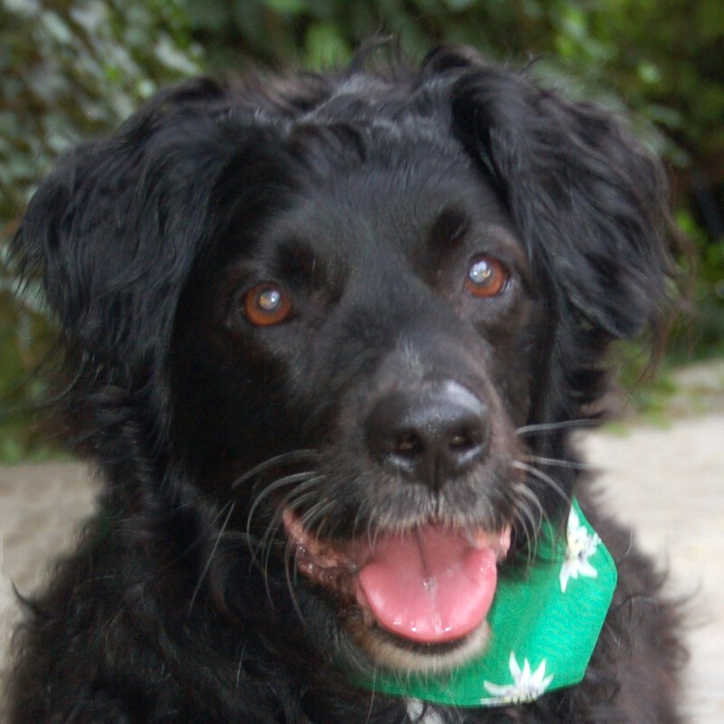 WILLIAM - männlich 14 Jahre 49 cm 21 kg Mix Gechipt Kastriert - Hunde - Lauf an der Pegnitz