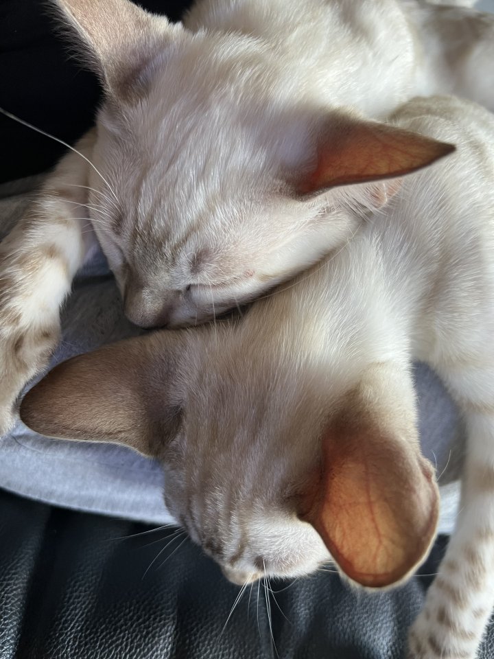 Snow Bengalen aus liebevoller Zucht mit TICA-Stammbaum - nur noch 2 zu haben !! - Katzen - Lüdenscheid