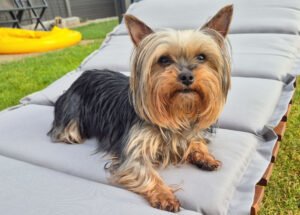 Nolly - Yorkshire-Terrier - weiblich 6 Jahre 20 cm 2 kg Gechipt Kastriert - Hunde - Lauf an der Pegnitz Nolly - Yorkshire-Terrier - weiblich 6 Jahre 20 cm 2 kg Gechipt Kastriert - Hunde - Lauf an der Pegnitz