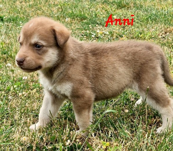 Labradormix Welpen Hündin - Hunde - Fehrbellin
