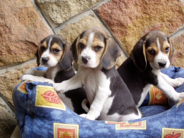 Beagle - Hunde - Budapest