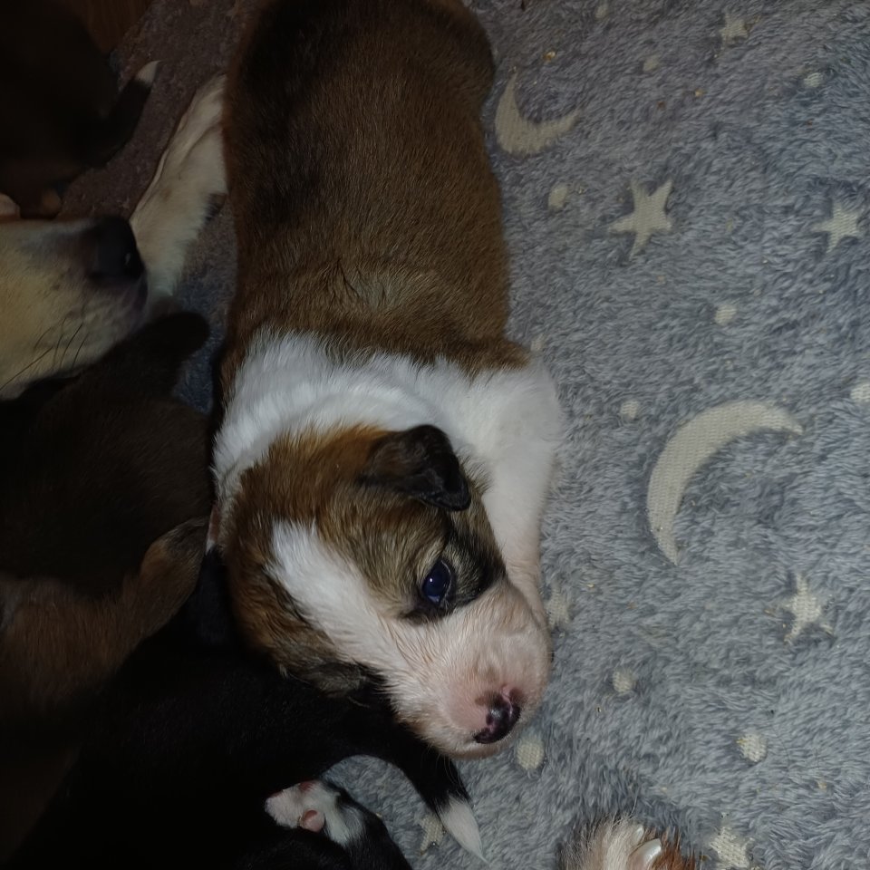 Golden Retriever Mix /Border Collie welpen - Hunde - Weikersheim