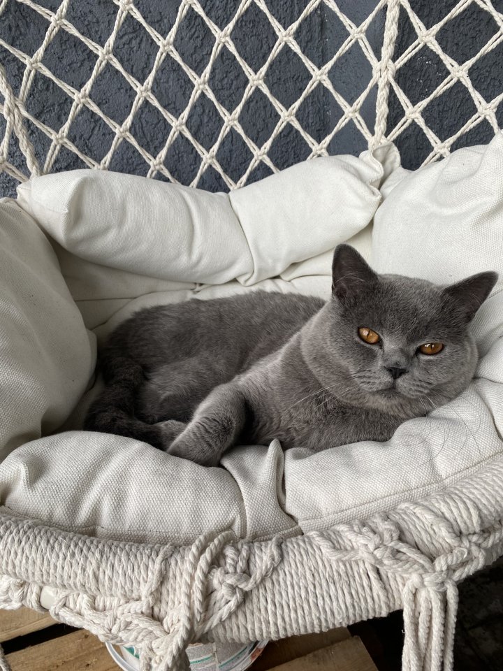 Deckkater Bkh mit Stammbaum, Blutgruppe B - Katzen - Staffel