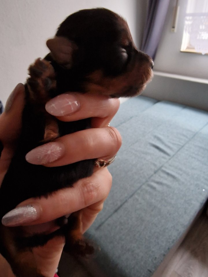 Yorkshire terrier welpen - Hunde - Krefeld