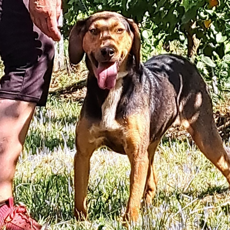 Hanni / Status: sucht ein Zuhause - Hunde - Krefeld