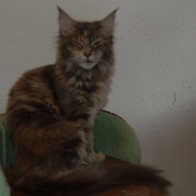 3 süße Maine Coon - Katzen - Herne