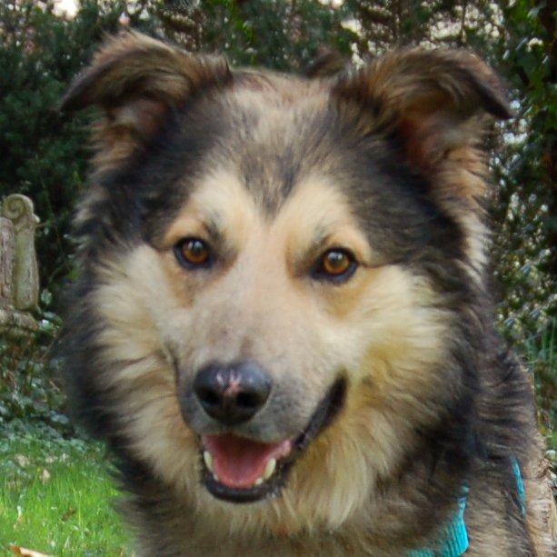 JOVI - männlich  3 Jahre  58 cm  28 kg  Collie-Mix  Gechipt  Kastriert - Hunde - Lauf an der Pegnitz