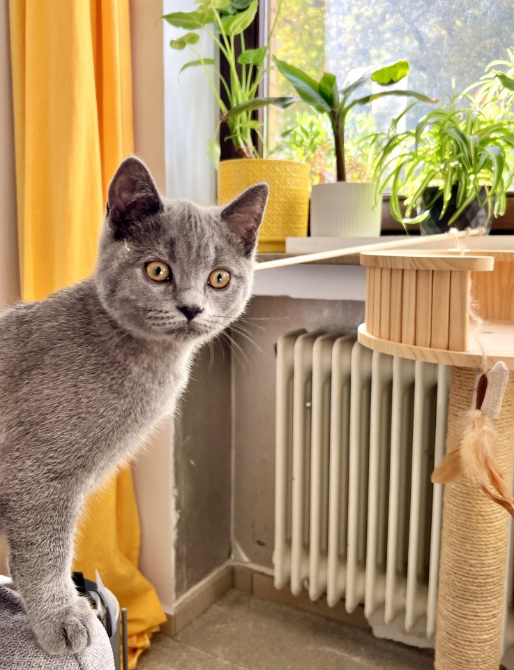 Süßer 5 Monate BKH Kater Kitten - Katzen - Aachen