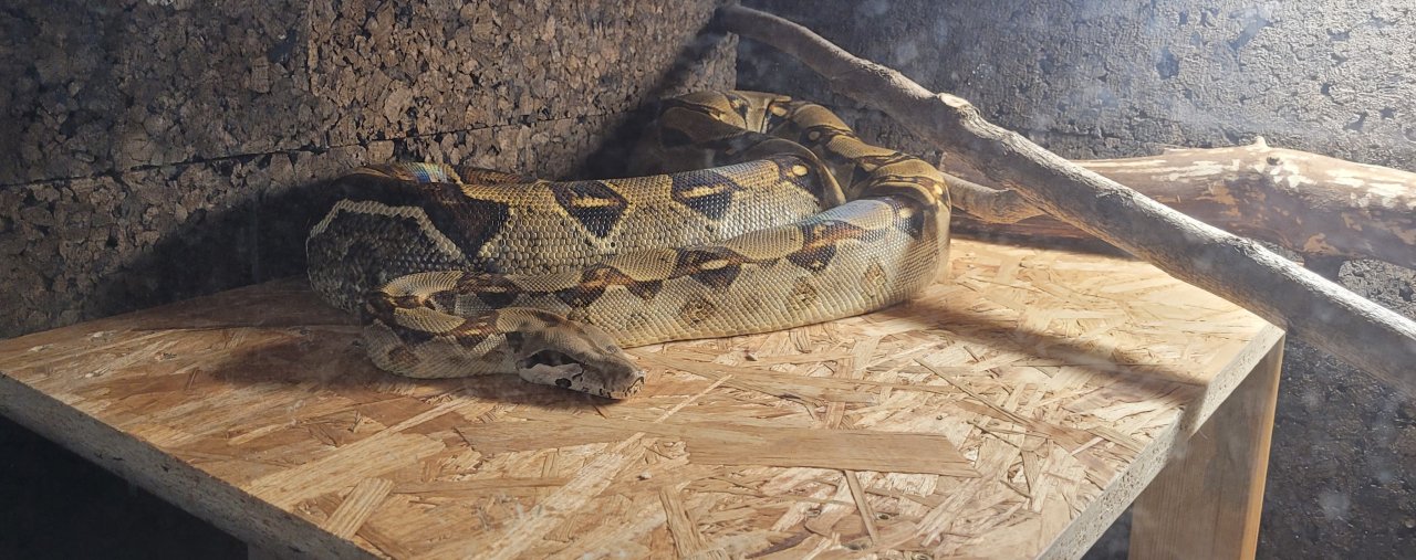 Boa Constrictor Imperator Weibchen, geb. 2020 - Reptilien - Oberkrämer OT Schwante