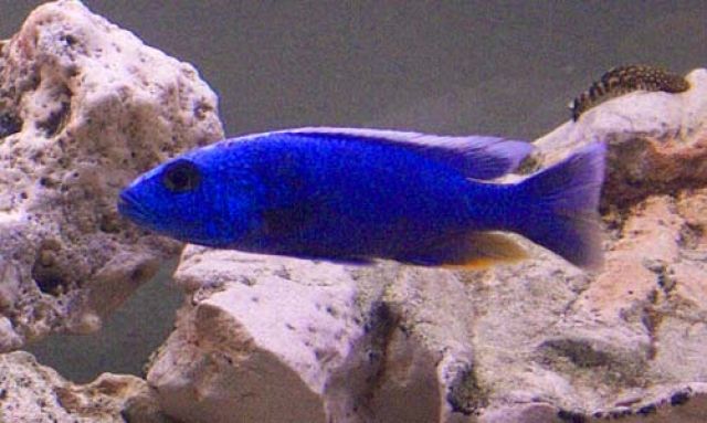 Malawibarsche abzugeben - Fische - 50171 Kerpen
