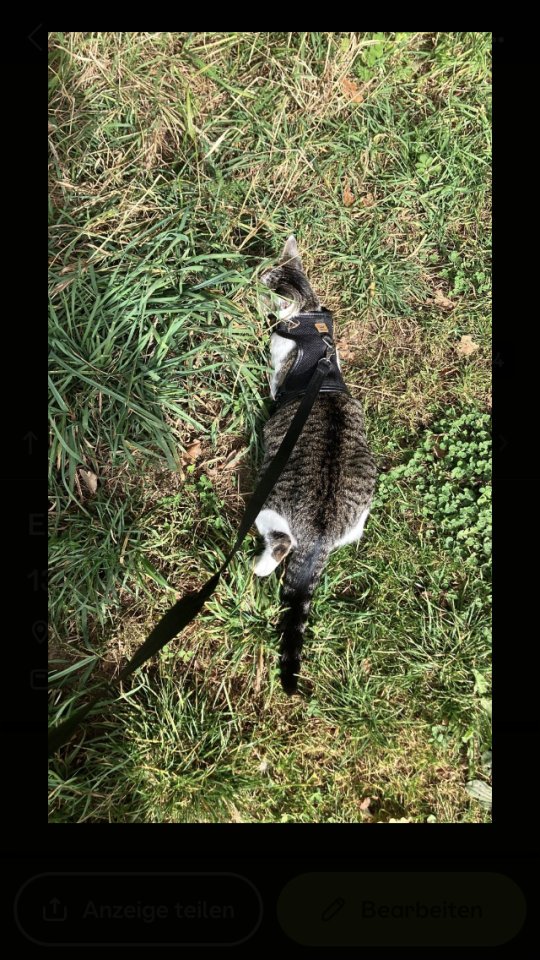 Ekh Katze sucht liebevolles Zuhause - Katzen - Wenden