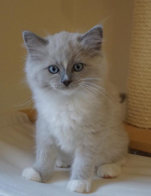 Zuckersüße Ragdollkätzchen mit Stammbaum suchen liebevolles Zuhause - Katzen - Ammerthal