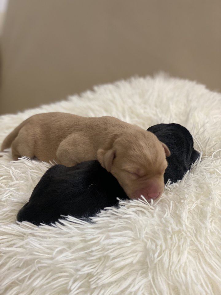 Labrador Welpen, reinrassig, Babylabradore - Hunde - Bielefeld