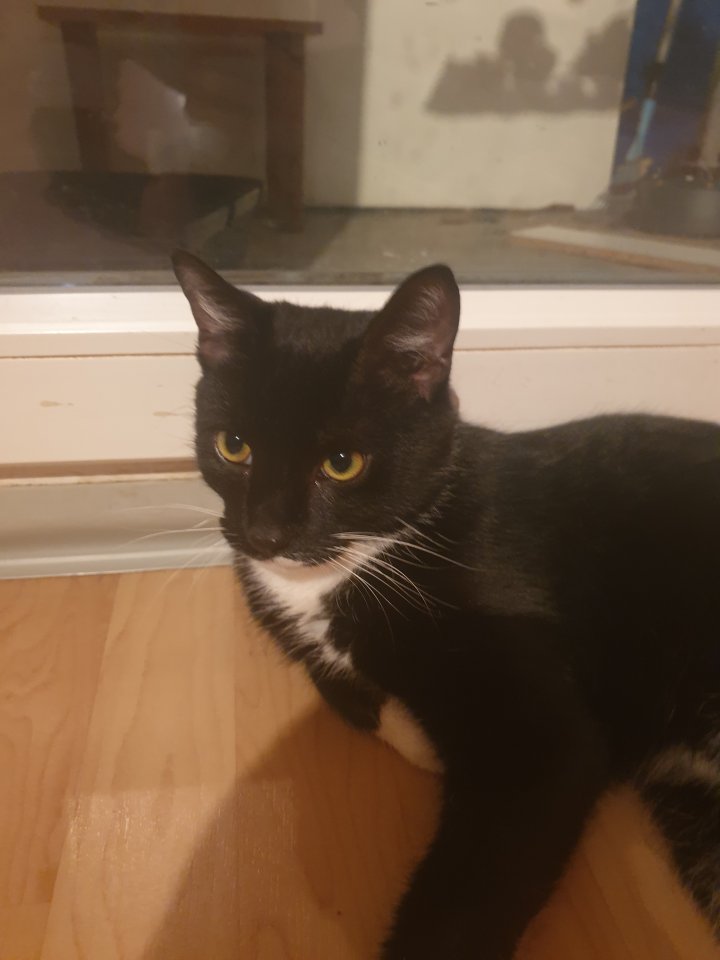 Bkh mix kitte 6 Monate alt - Katzen - Bielefeld
