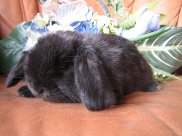 Zwergwidder, Hermelin/Farbenzwerge, sieben-acht Wochen jung! - Hasen Kaninchen - Hamburg