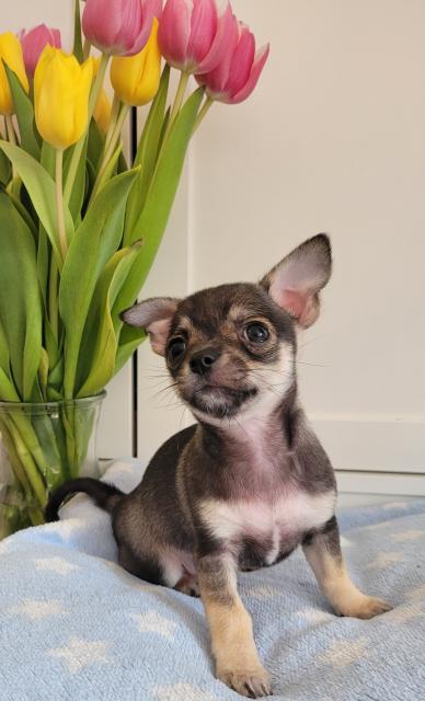 Wunderschöne Chihuahua Welpen  - Hunde - Feldberg