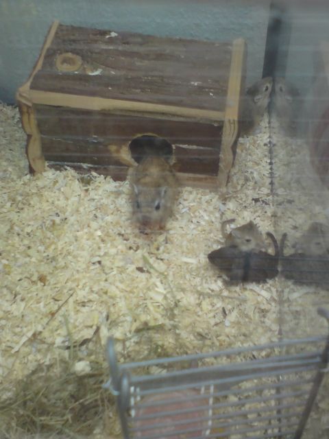 Wüstenrennmaus - Babys - Maeuse - Alsdorf