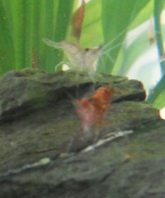 Red Cherry Garnelen (Nachzucht) - Aquarien und Zubehoer - Regensburg
