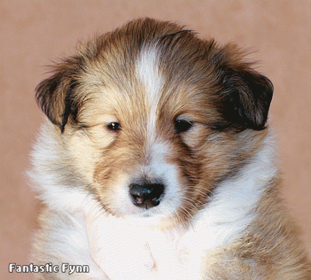 Colliewelpen mit VDH Papieren - Hunde - Eichenzell
