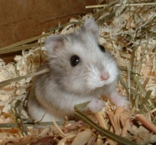 Dsungarische Zwerghamsterbabys suchen ein neues Zuhauße !!! - Hamster - Graz