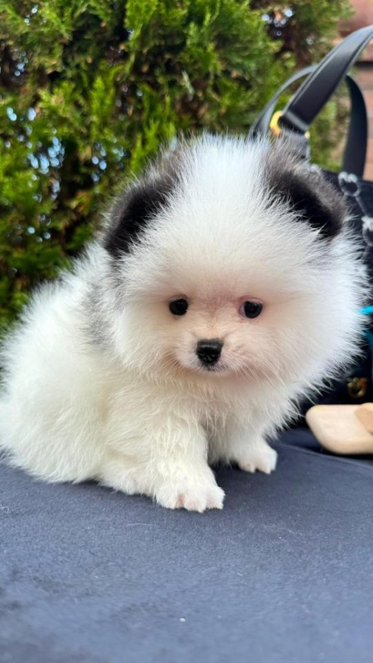 Spitz Welpe (Pomeranian) - Hunde - Walldürn