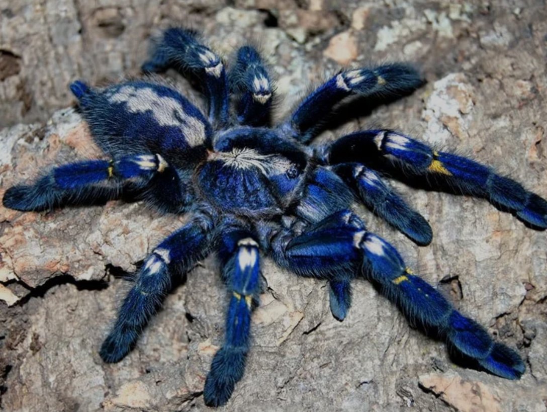 Hi verkaufe meine 3 Poecilotheria - Insekten - Strausberg