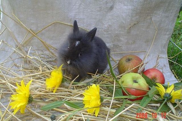 Zwergkaninchen - Hasen Kaninchen - mömbris