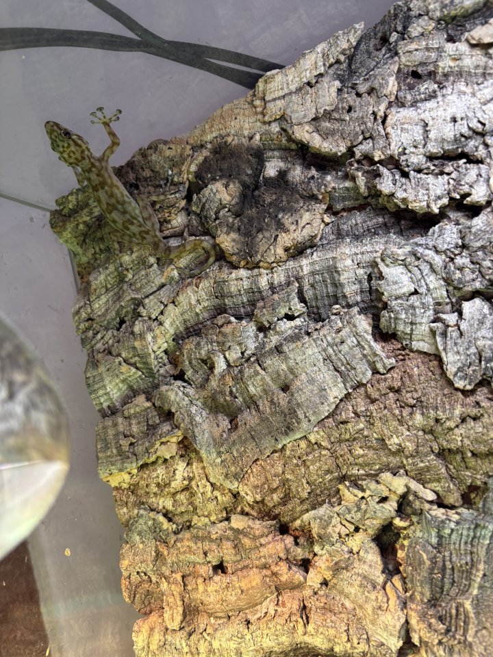 2 Fächerfinger Geckos - Reptilien - Hörselberg-Hainich