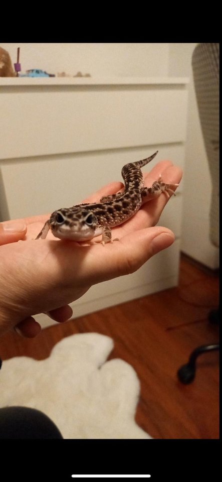 3 Leopardgeckos inkl Terrarium und Technik - Reptilien - Solingen