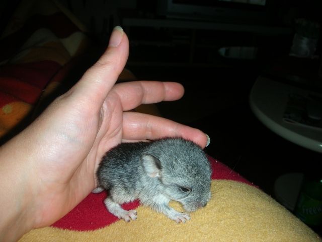 Chinchillababys - Nagetiere Allgemein - Zwickau