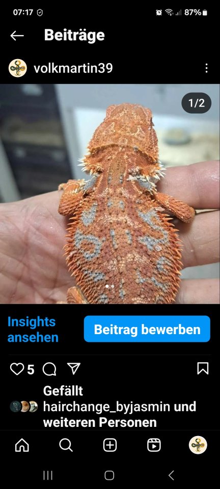 Farbbartagamen extrem red blue tiger an - Reptilien - Dommershausen