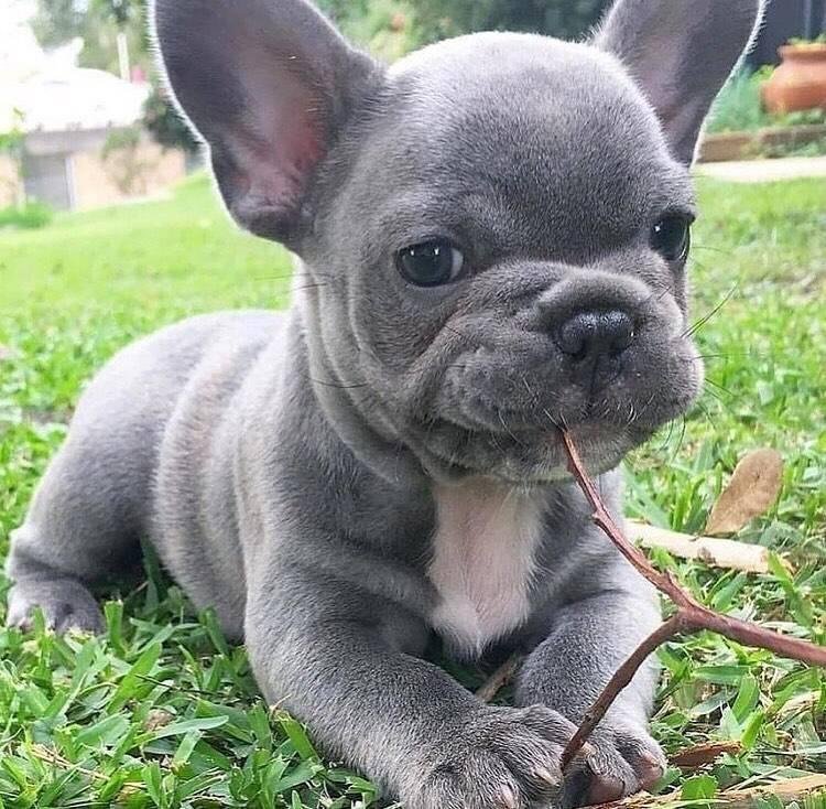 Französische Bulldoggen Welpen - Hunde - karlsruhe