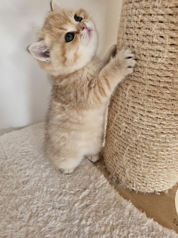 Bkh Kitten mit Stammbaum - Katzen - Hamburg