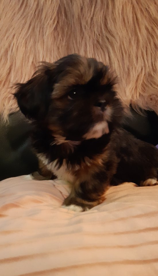 5 süße ShihTzu-Mixwelpen abzugeben - Hunde - Thallwitz Ortsteil Böhlitz