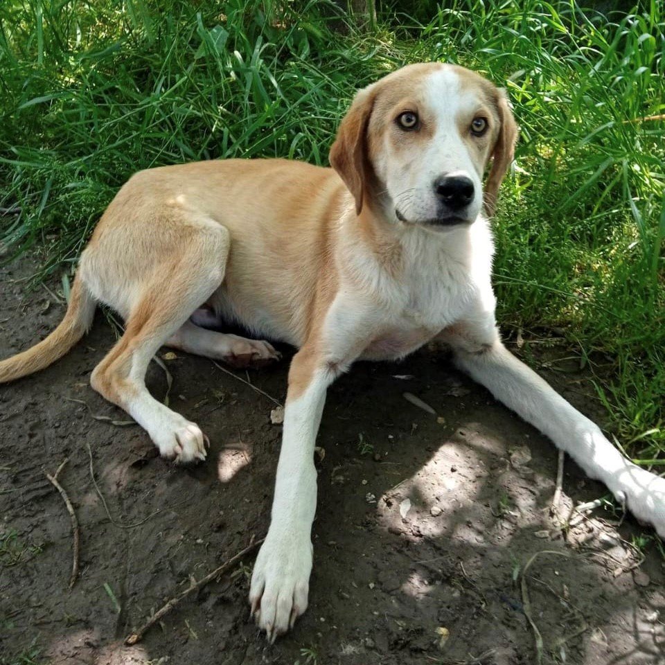 Mo / Status: sucht ein Zuhause - Hunde - Krefeld