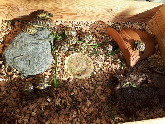 Griechische Landschildkrötenbabys  - Reptilien - Buchenberg