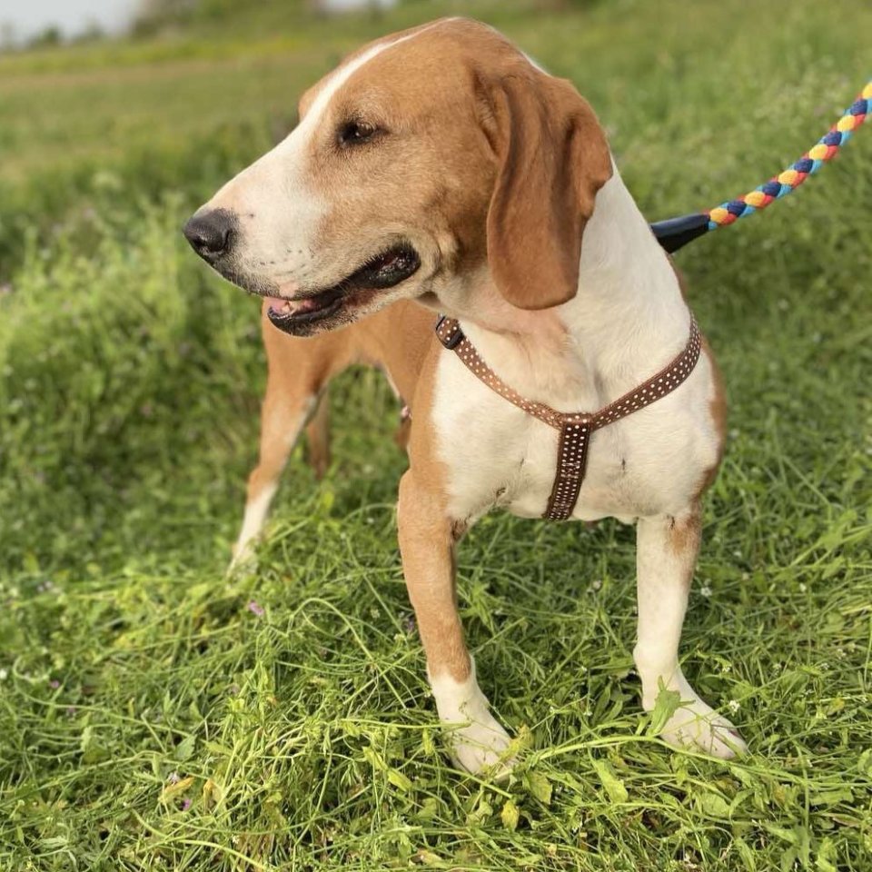 Nicole / Status: sucht ein Zuhause - Hunde - Krefeld